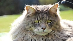 Maine coon