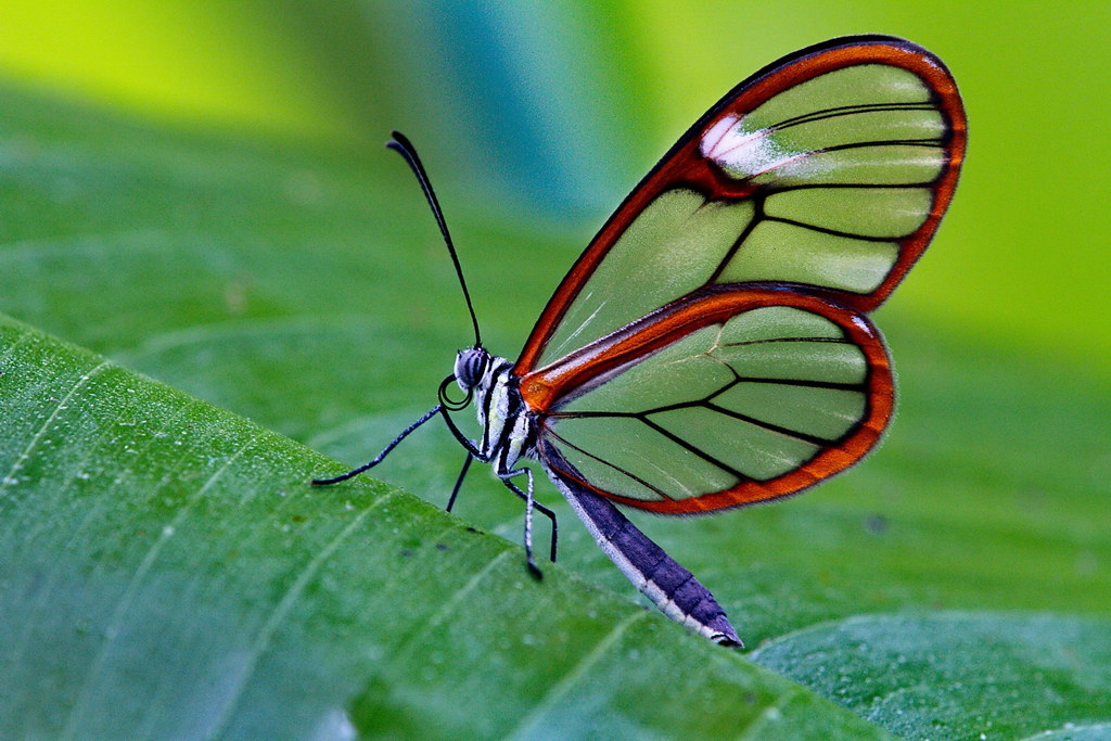 Papillon aux ailes transparentes