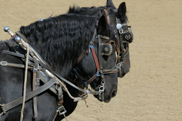 cheval percheron noir