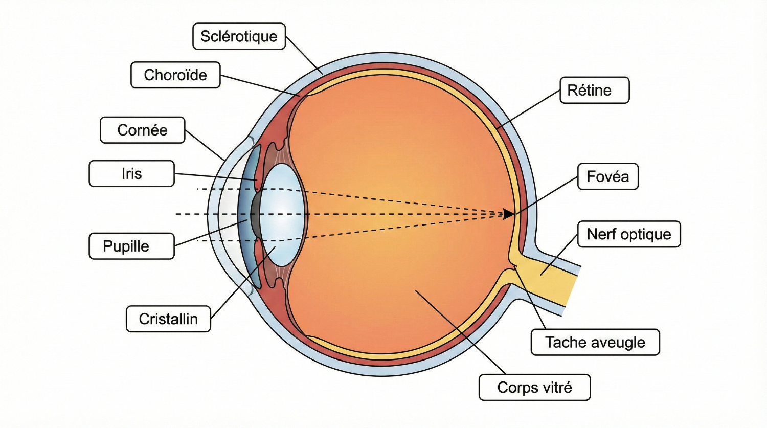 Schéma de l'oeil