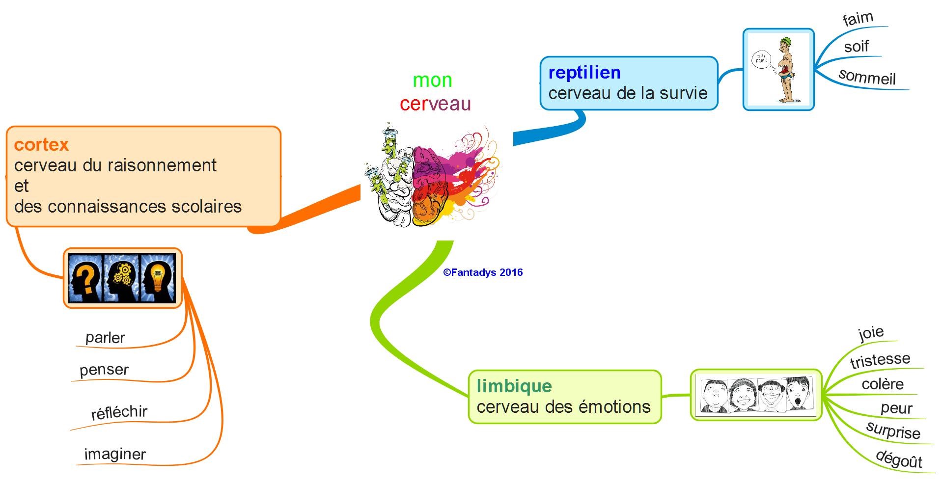 carte conceptuelle cerveau
